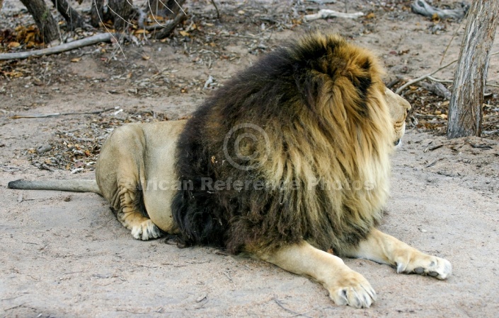 Male Lion with Big Black Mane