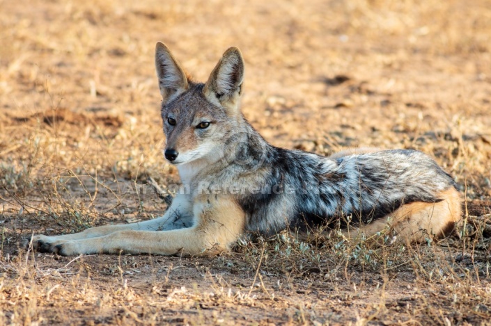 Black-backed Jackal