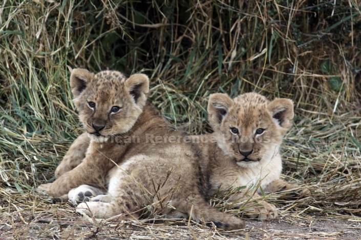 Lion Cub