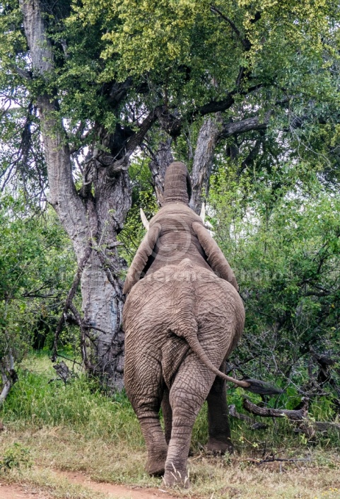 African Elephant Feeding, Rear View