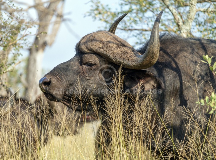 Buffalo Bull