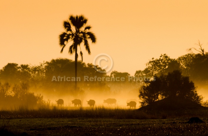 Buffalo Herd at Dawn