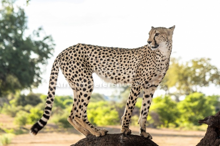 Cheetah