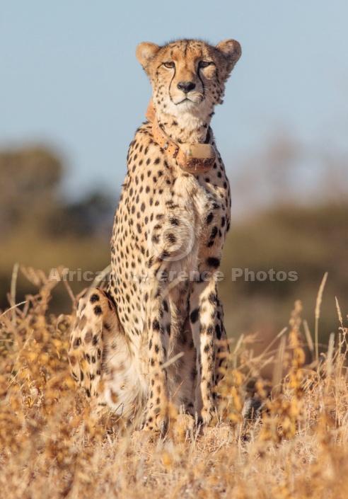 Cheetah Female on Haunches