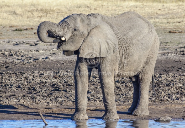 Elephant Drinking