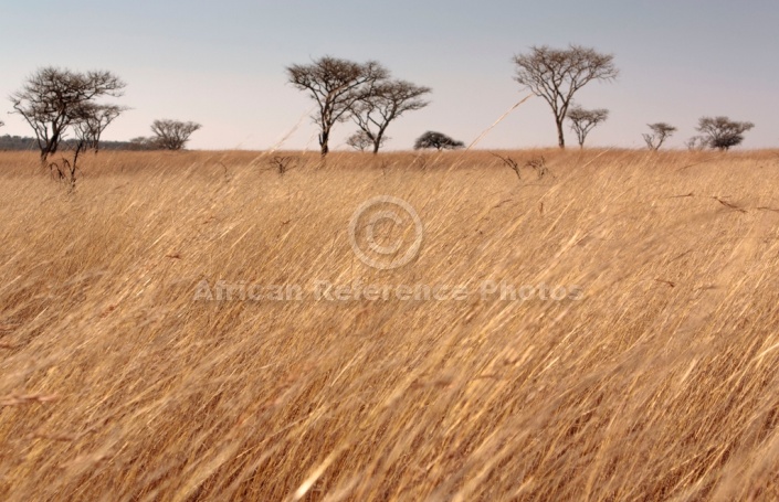 Acacia Tree