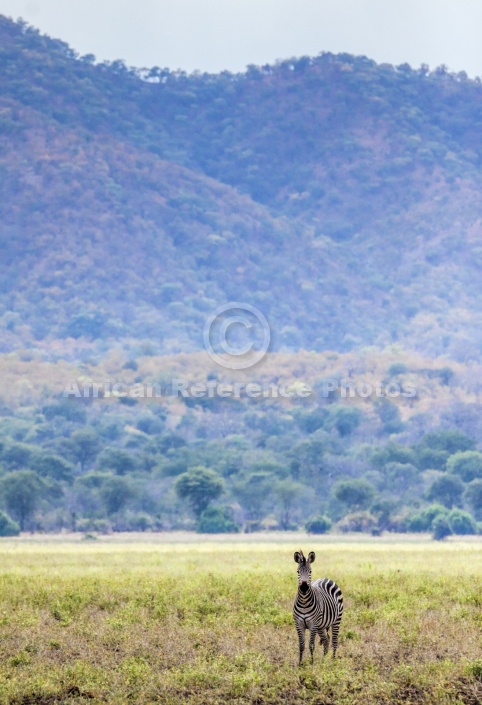 Zebra with Hills in Background