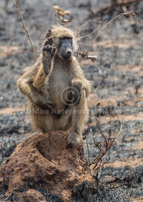 Chacma Baboon