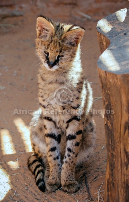 Cute Serval Kitten