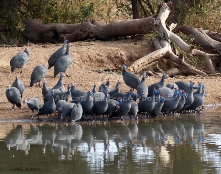 Guineafowls at waterhole