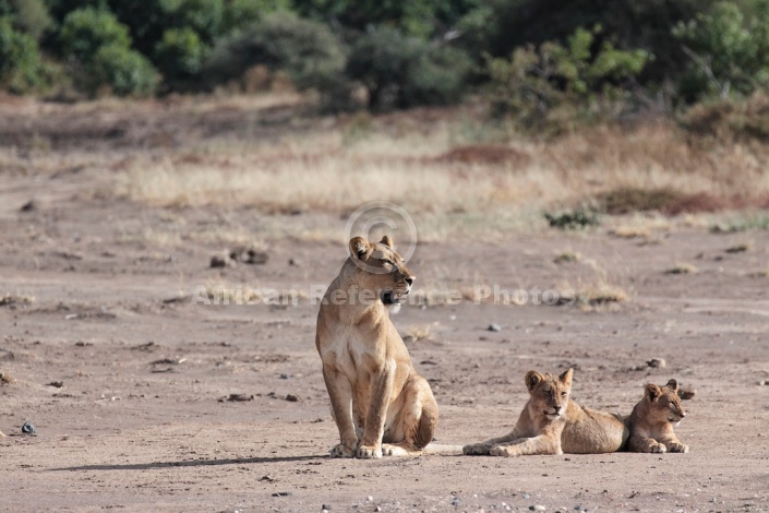 Lion and Cubs in Open Ground