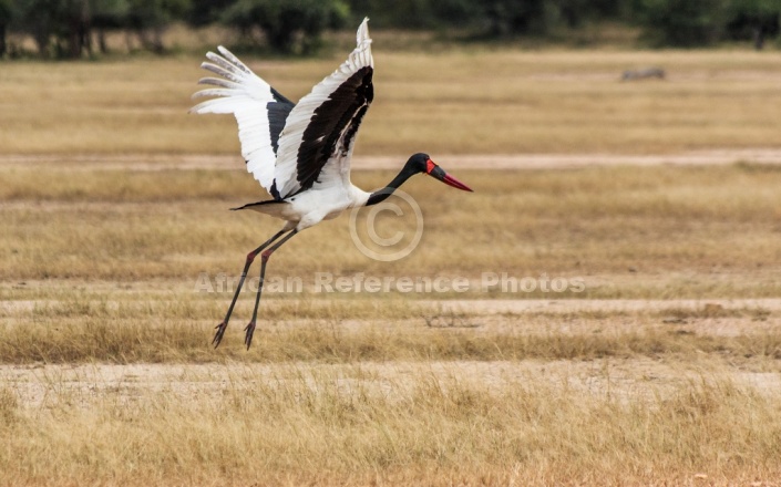 Saddle-billed Stork