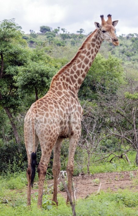 Giraffe Full Figure