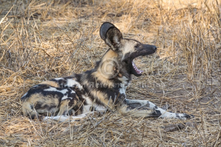 Wild Dog