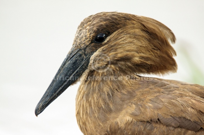 Hamerkop