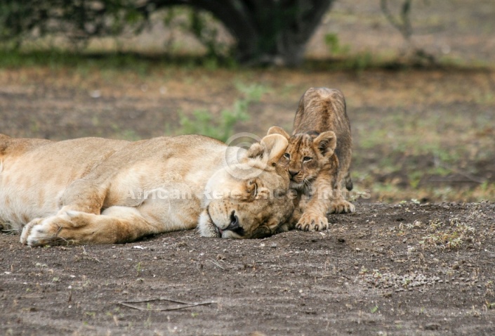 Lion Cub Seeking Attention