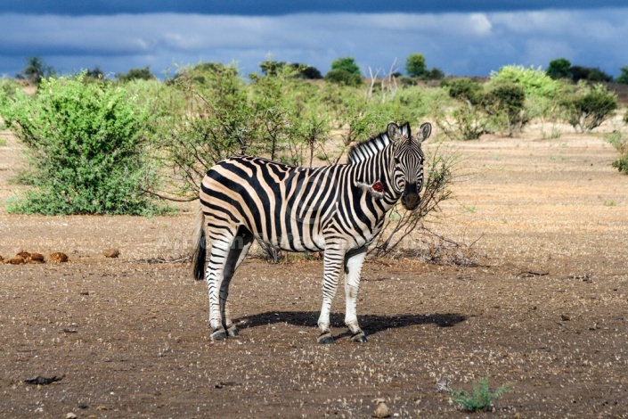 Zebra with Wound on Neck