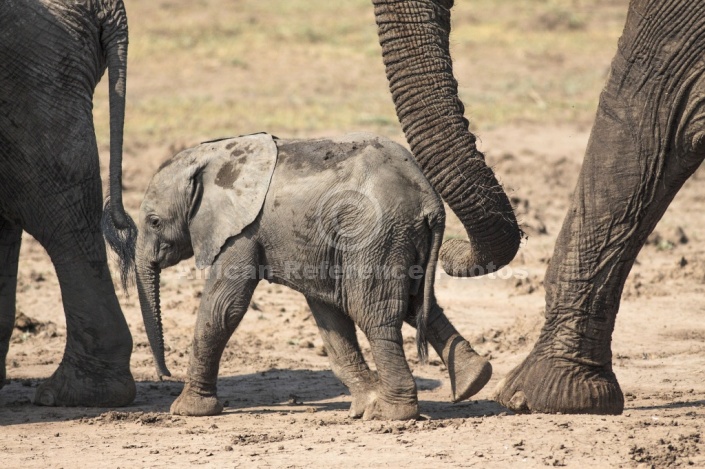 Elephant Youngster