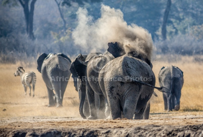 Elephants Throwing up Dust