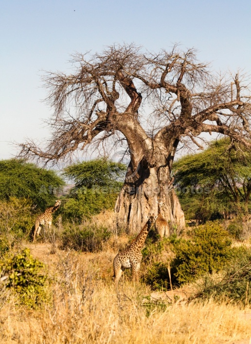 Baobab Tree with giraffe in Foreground