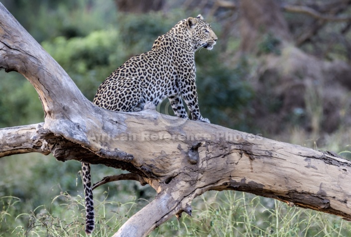 Leopard on its Haunches