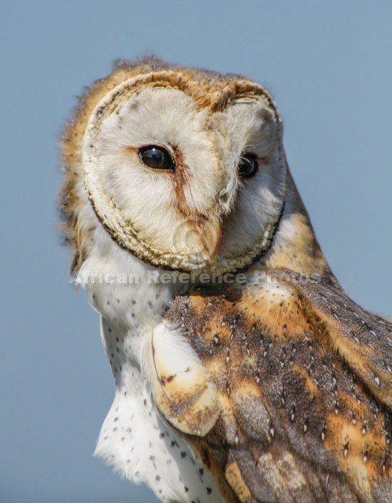 Barn Owl, Close-Up