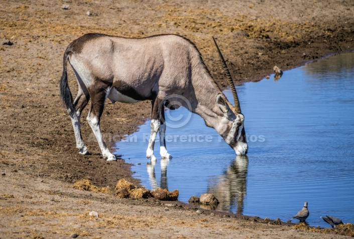 Gemsbok Drinking, Side-on View