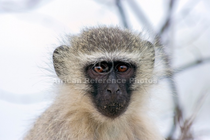 Vervet monkey wildlife reference photo