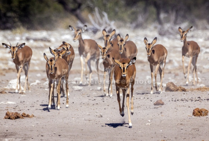 Impala Heading for Water