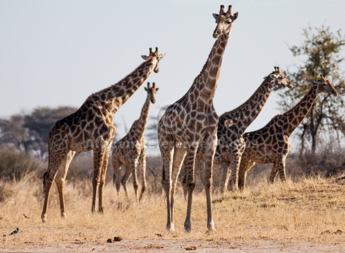 Giraffe Group