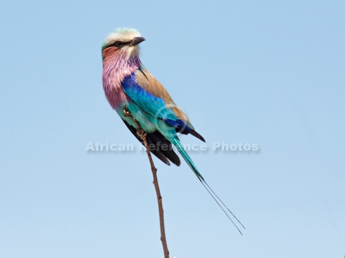 Lilac-breasted Roller Against Blue Sky