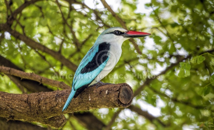 Woodland Kingfisher