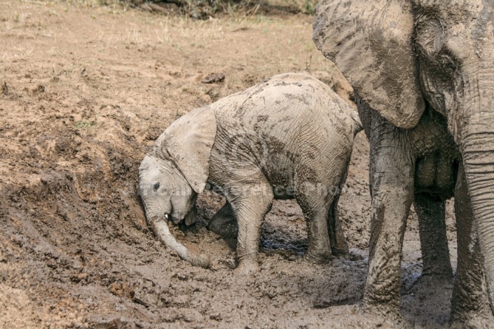 Elephant Youngster Enjoying Mud