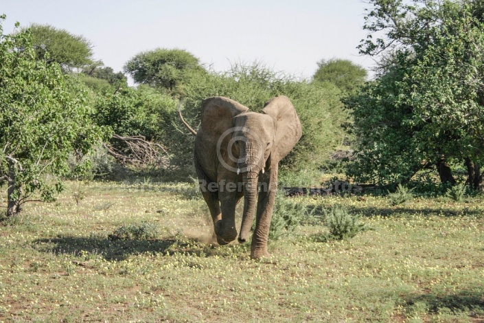 Elephant art reference image