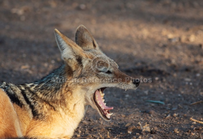 Black-backed Jackal Yawning, Side View