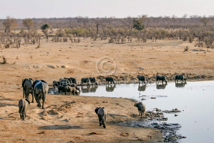 Buffalo and Elephant Scenic View