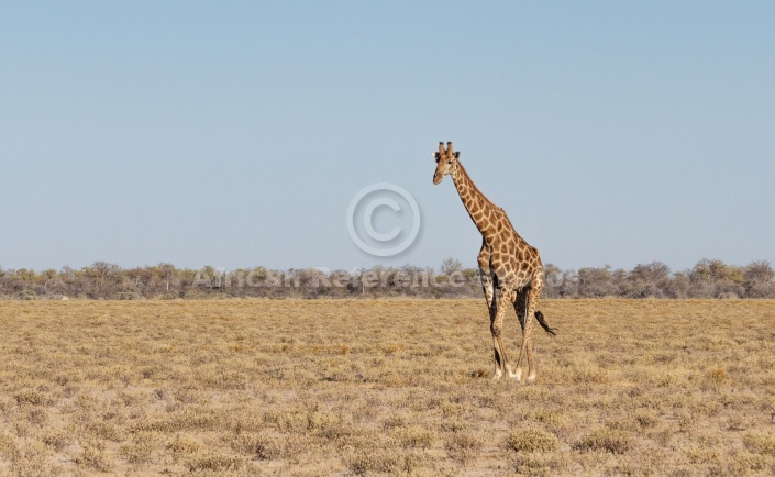Lone Giraffe in Open Grassland