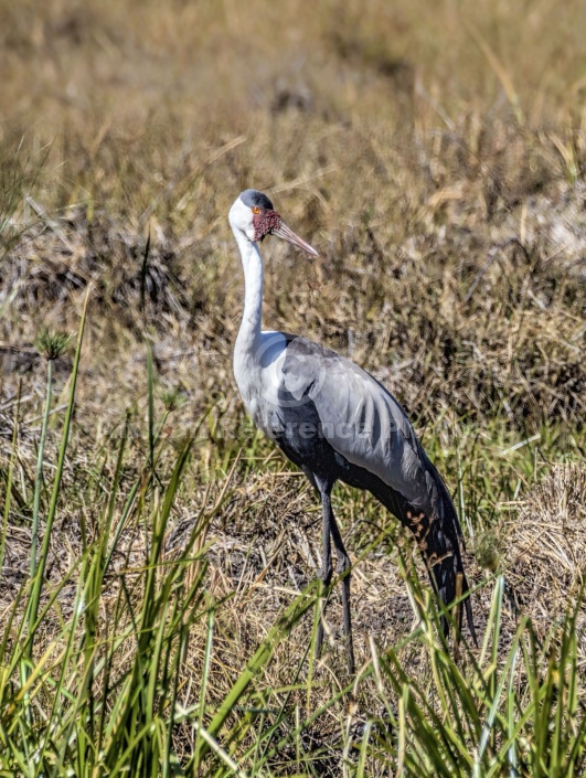 Wattled Crane