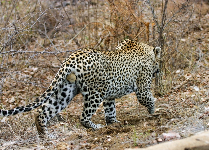 Male Leopard Walking Away from Camera