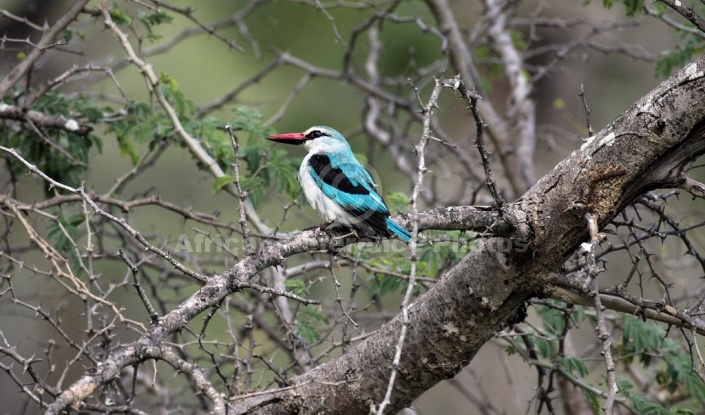 Woodland Kingfisher