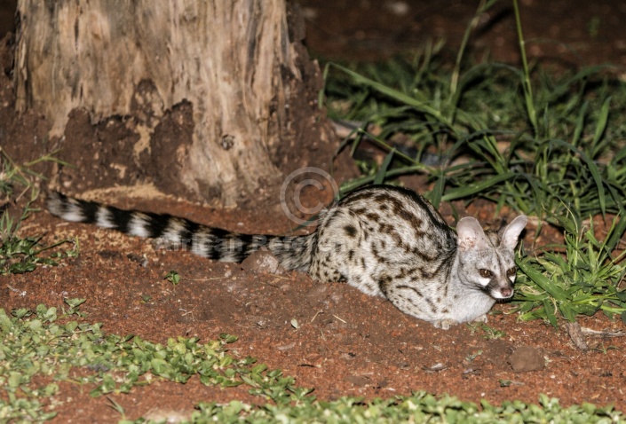 Small-spotted Genet