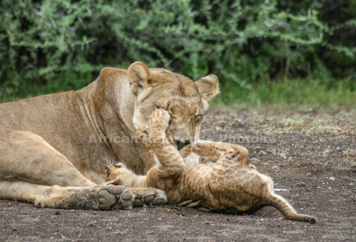 Patient Lioness with Cub