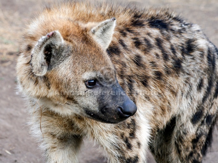 Spotted Hyena