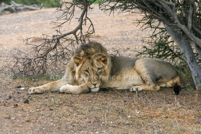 Lion Male at Rest Under Tree