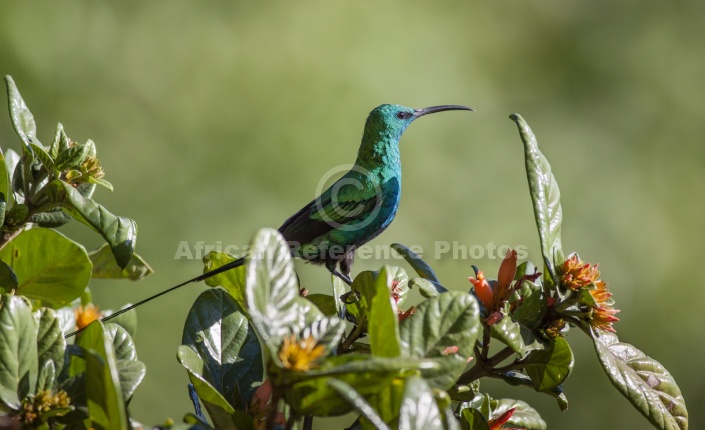 Malachite Sunbird on Wild Pomegranate