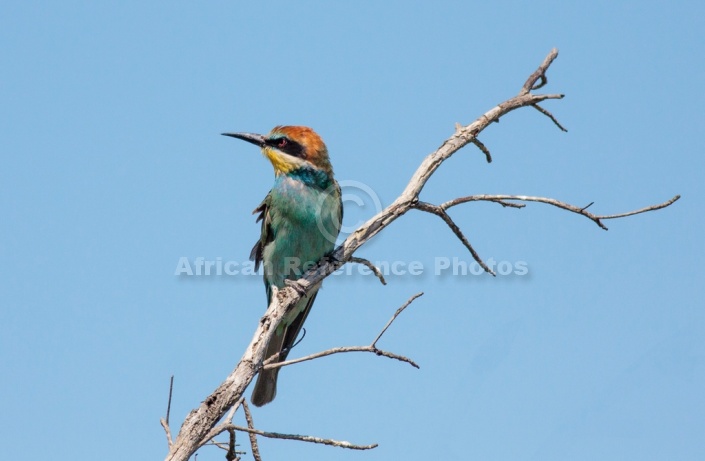 European Bee-eater, Profile View