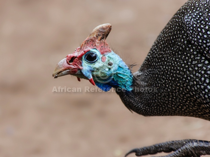 Helmeted Guineafowl Close-Up