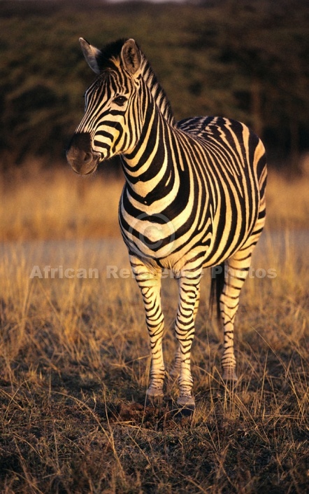 Zebra