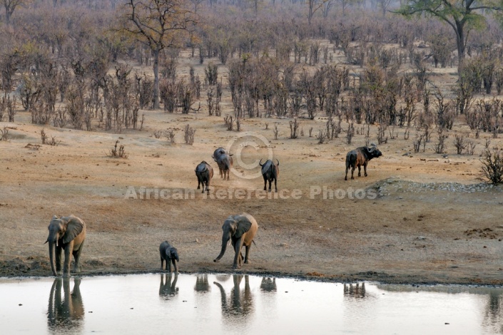 Elephants and Buffalo at Waterhole at Sundown