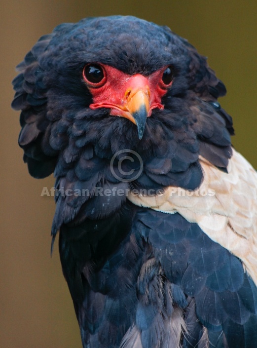 Bateleur eagle portrait